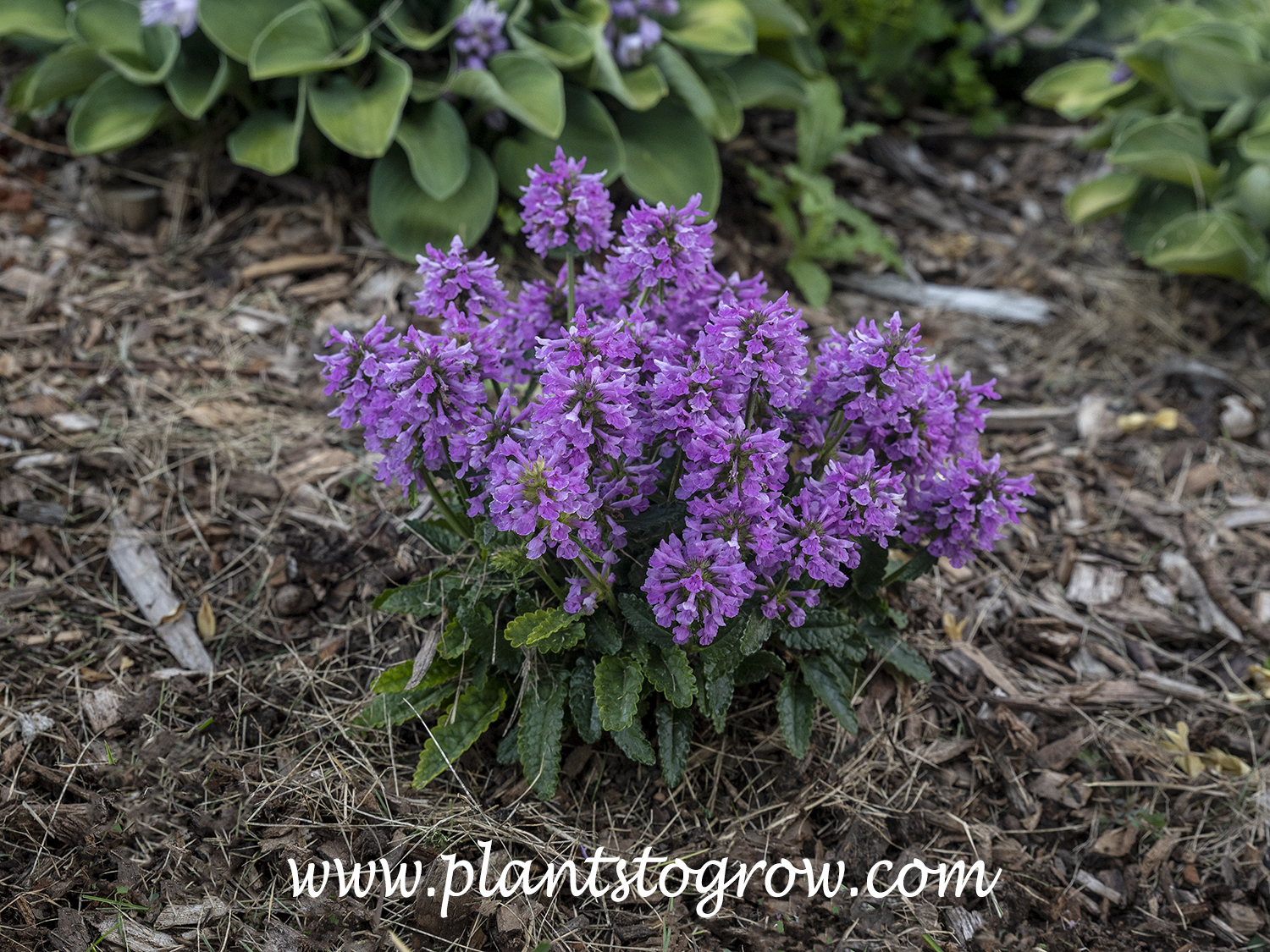 Dwarf Betony (Stachys spathulata)
THis plant becomes completely with the tight inflorescence of flowers.
(early July)